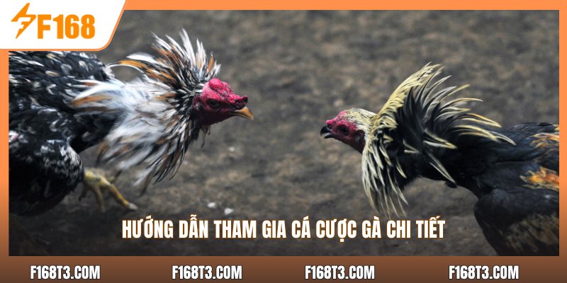 Hướng dẫn tham gia cá cược gà chi tiết